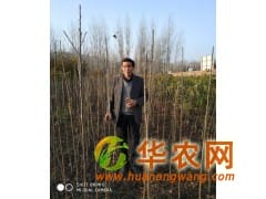 供應(yīng)美國(guó)黑核桃苗2020-2021河南洛陽(yáng)